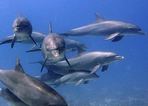 Plaukimas su delfinais ir nardymas iš Safagos 